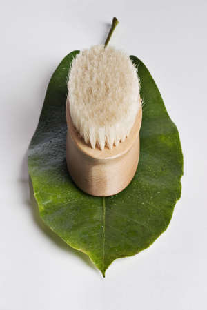Bath brush on a leafの写真素材