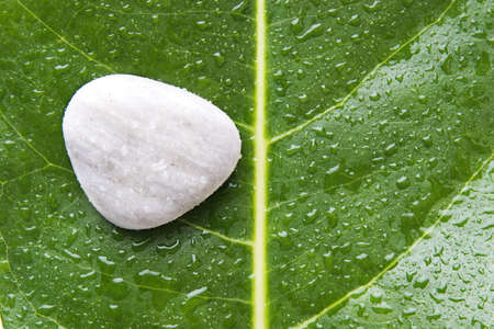 Wet river rocks on a leafの写真素材