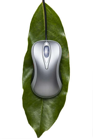 Computer mouse on a leafの写真素材