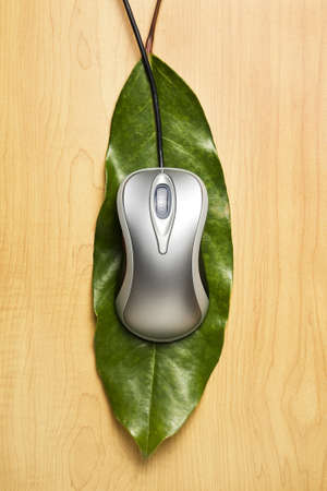 Computer mouse on a leafの写真素材
