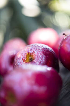 Apples sprayed with water placed on an old wood tabletop. の写真素材