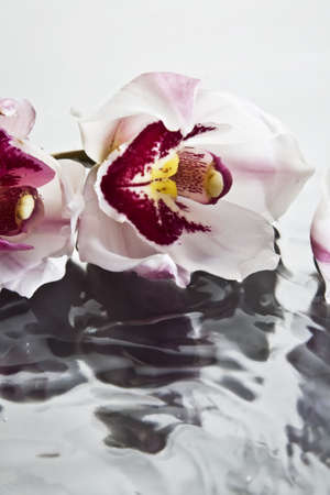 Orchids floating on waterの写真素材