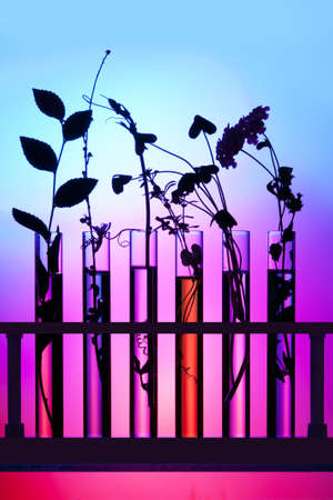 Flowers and plants in test tubes の写真素材