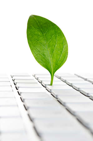 Leaf on a computer keyboardの写真素材
