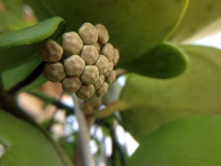 Close-up detail of a flowery wax plant or Hoyaの写真素材