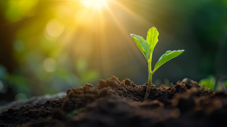 A seedling emerging from the soil, its fragile green shoot reaching for the sunlight AI generatedの素材