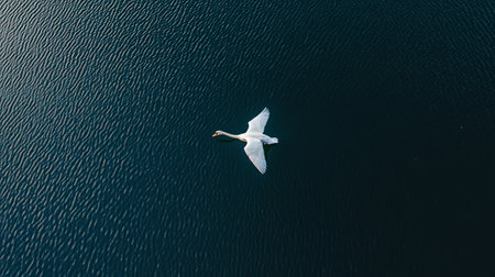A serene white swan glides gracefully over the dark blue surface of a tranquil lake, capturing the essence of natural beauty and grace in the outdoors.の素材