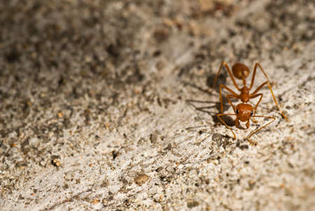 Ant is staring the cameraの写真素材