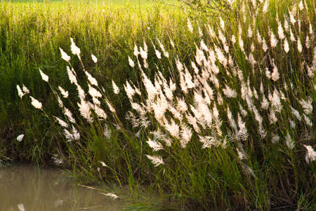 Beautiful grasses in the rice fieldの写真素材