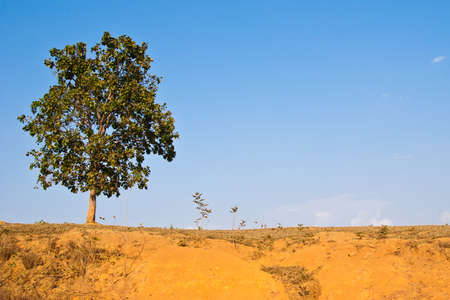 A Tree on the top of the hillの写真素材