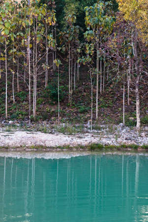 Trees in the forest with reflection of the green pondの写真素材