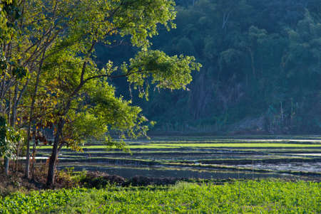 The bending tree beside the rice field, in Chiangrai province of Thailandの写真素材