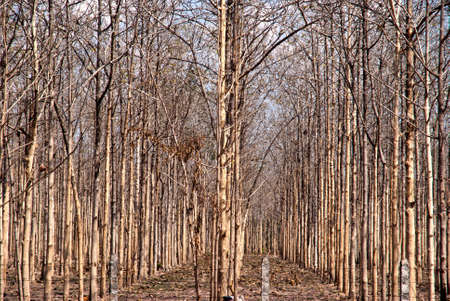 Rows of the rubber trees in Thailandの写真素材
