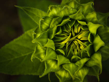 The sunflower that no petalの写真素材