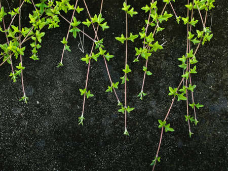 The green ground plants on the black cement floorの写真素材