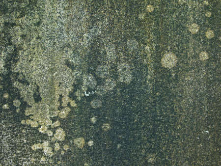 The old wall with moss and dappleの写真素材