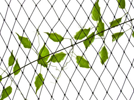 Creeper on the roof's net in the gardenの写真素材