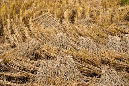 Paddy rice after the harvestの写真素材