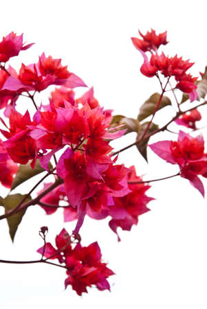 Pink flowers isolated on white backgroundの写真素材