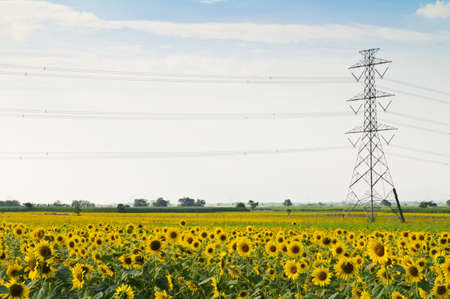 Sunflower field with electricity pole and blue sky backgroundの写真素材