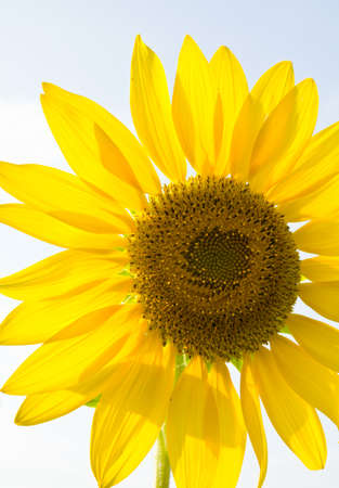 The sunflower against the bright lightの写真素材