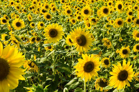 Sunflower fieldの写真素材