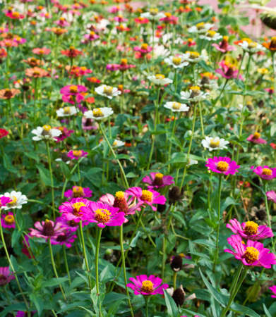 Colorful Zinnia flower fieldの写真素材
