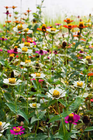 Zinnia flower field at the bank of the lakeの写真素材
