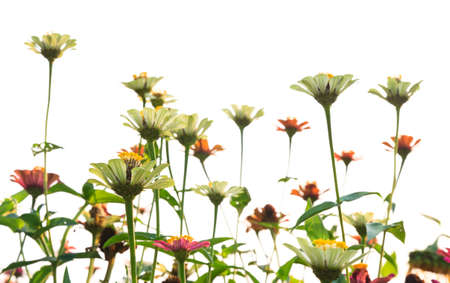 White Zinnia flowers in the fieldの写真素材