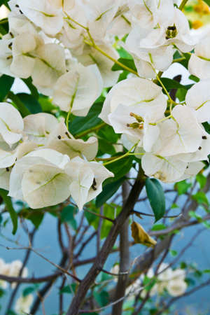 White Bougainvillia flower