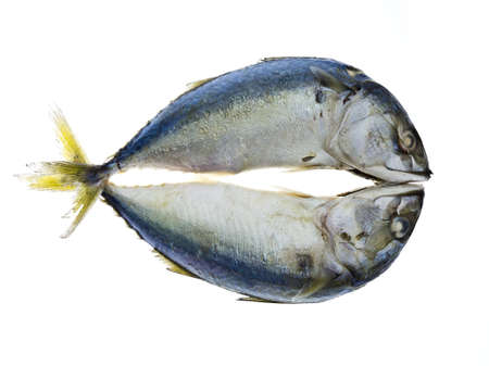 Fresh mackerel fish isolated on white backgroundの写真素材