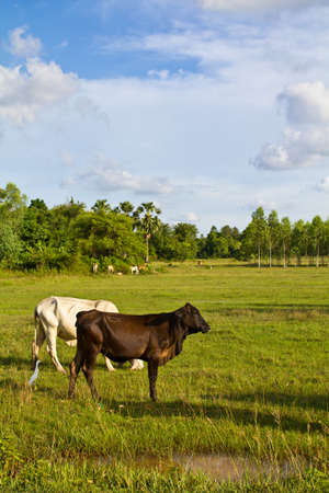 Cow cattle in the pastureの写真素材