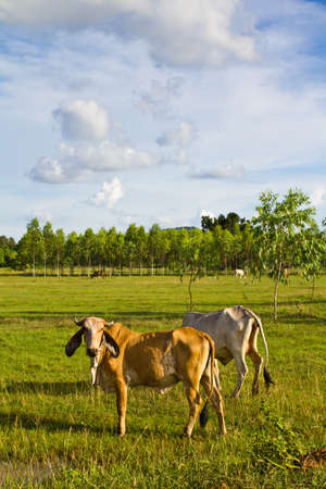 Cow cattle in the pastureの写真素材