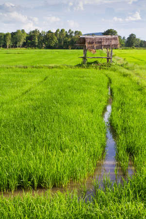 Paady farmland with small hutの写真素材
