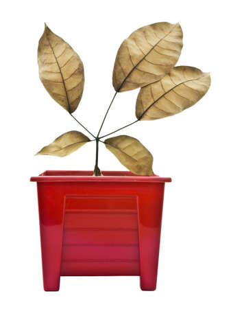 Branch of dry leaves in the red potの写真素材
