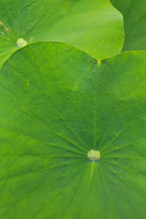 Lotus's leavesの写真素材