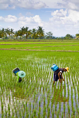 Farmers working in their paddyの写真素材