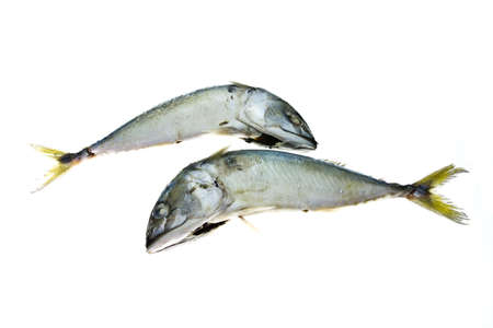 Mackerel fishの写真素材