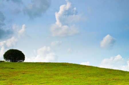 Tree on the top of the hill under the cloudy skyの写真素材