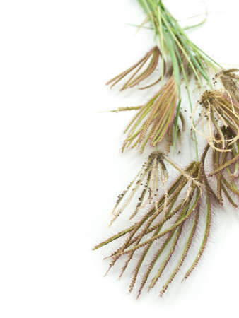 Dry grass flowersの写真素材