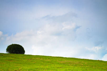 Tree on the top of the hill with cloudy skyの写真素材