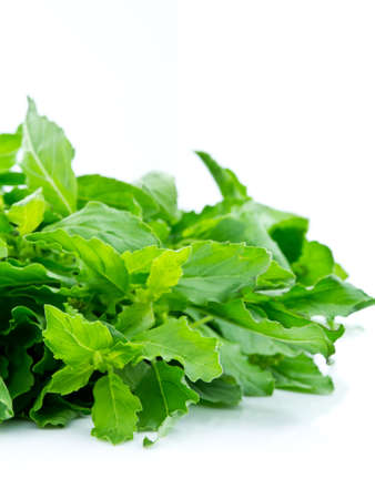 Bunch of basil isolated on white backgroundの写真素材