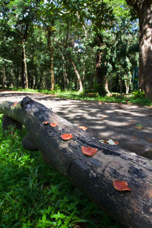 Red fungus on log barrier along the road in the parkの写真素材