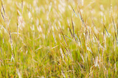 Natural grasses against the light in the fieldの写真素材