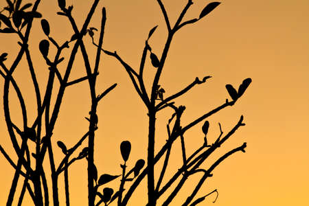 Silhouette of tropical tree, Plumeriaの写真素材