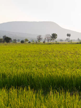 Cultivated paddy and mountain in countryside of Thailand