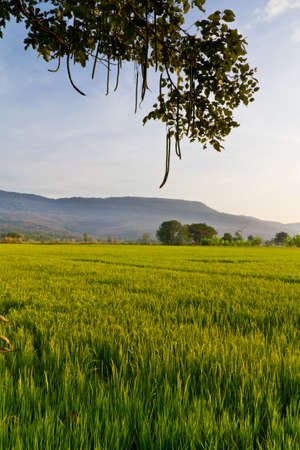 Cultivated paddy and mountain in countryside of Thailandの写真素材