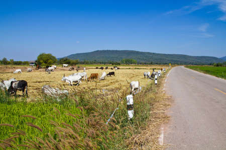 Cattle farm along the road in countryside of Thailandの写真素材