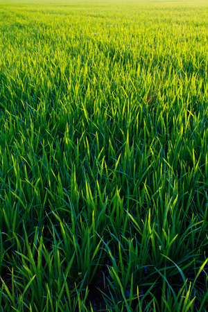 Paddy field growing in sunlight