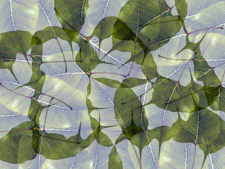Leaves in transparency water background